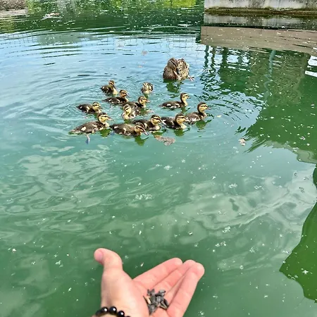 Houseboat With Touch Of Luxury *