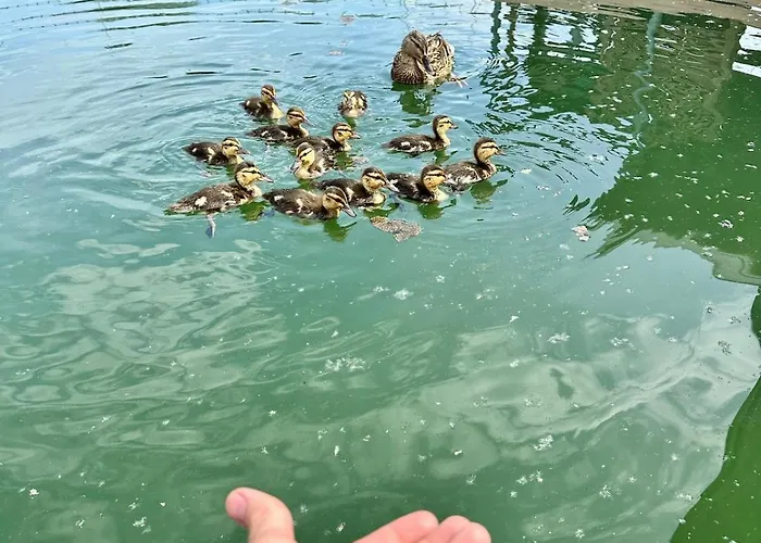 Houseboat With Touch Of Luxury *